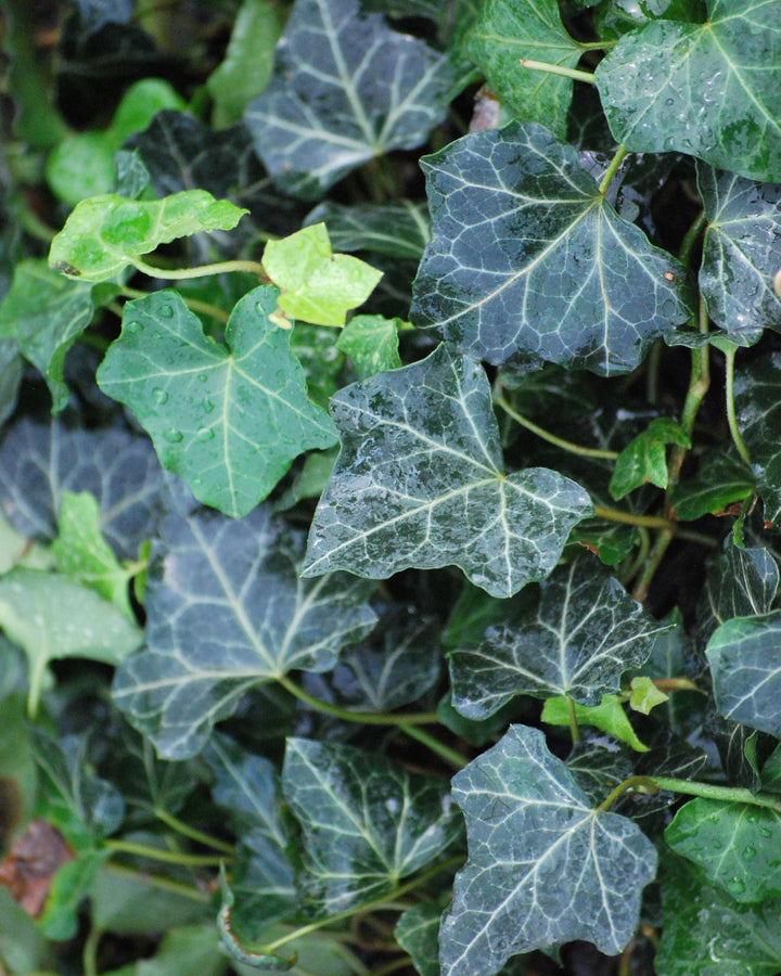 Hedera helix 'Baltica' (Baltic Ivy)