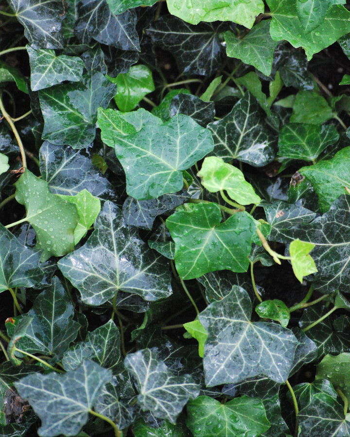 Hedera helix 'Baltica' (Baltic Ivy)