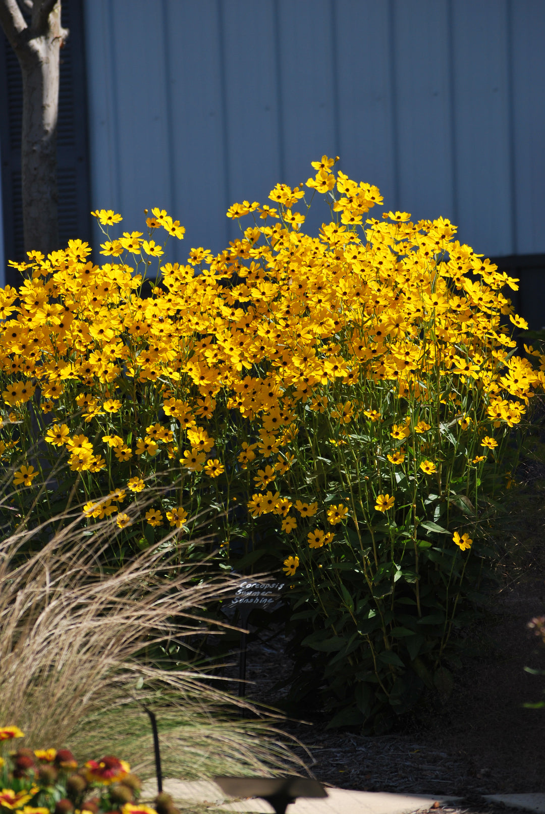 Coreopsis palustris 'Summer Sunshine' (Swamp Tickseed)