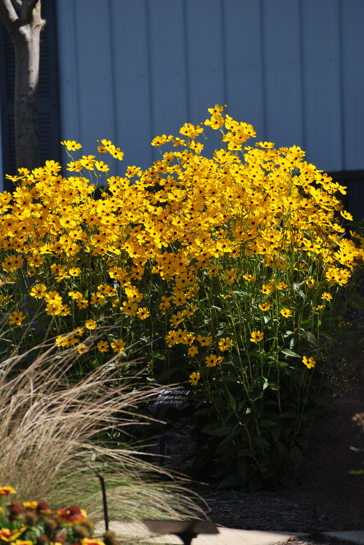 Coreopsis palustris 'Summer Sunshine' (Swamp Tickseed)