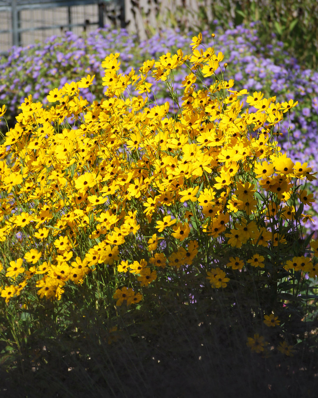 Coreopsis palustris 'Summer Sunshine' (Swamp Tickseed)