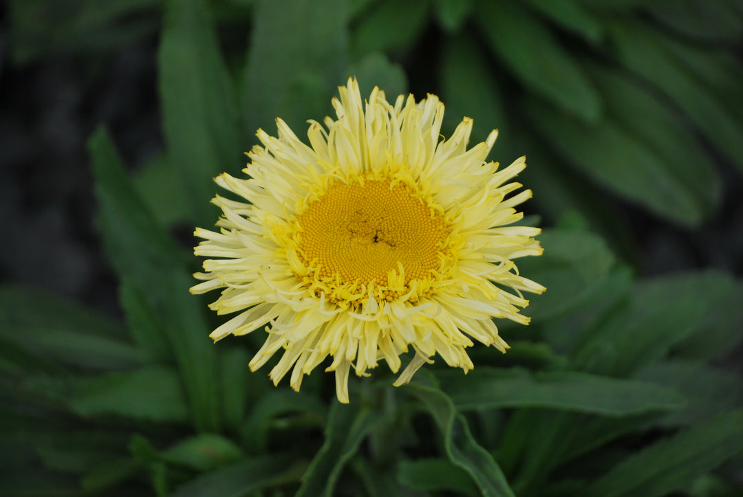 Leucanthemum x superbum Realflor® 'Real Charmer' (Shasta Daisy)