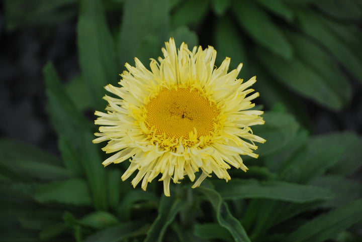 Leucanthemum x superbum Realflor® 'Real Charmer' (Shasta Daisy)