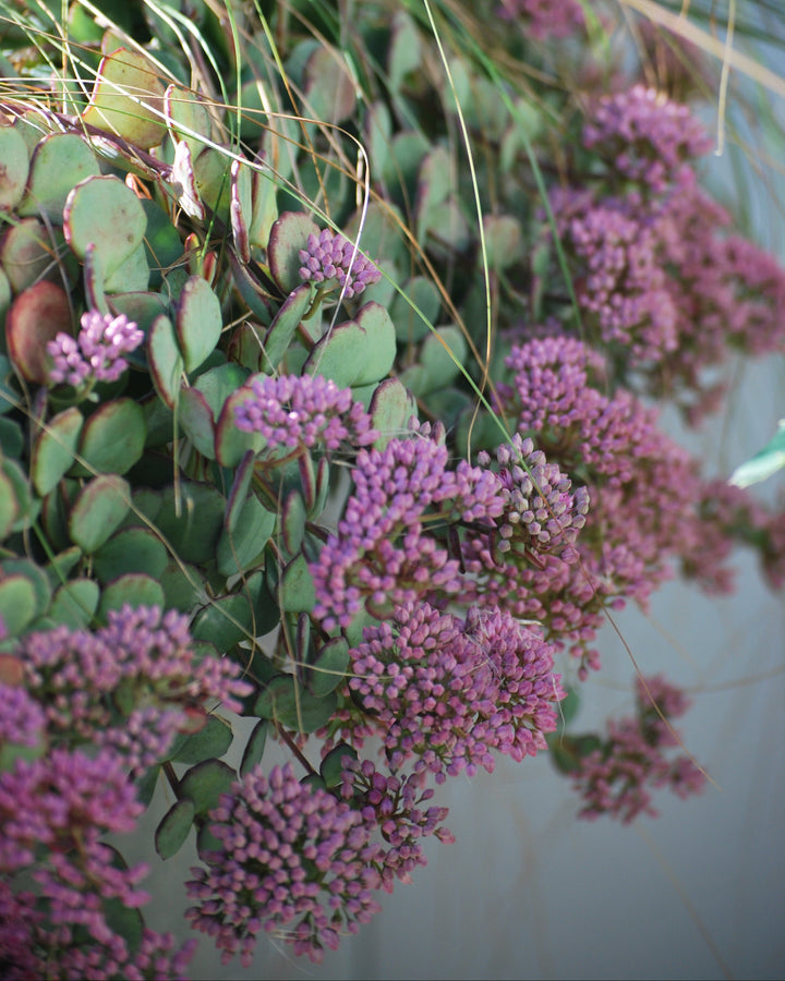 Sedum sieboldii (Stonecrop)