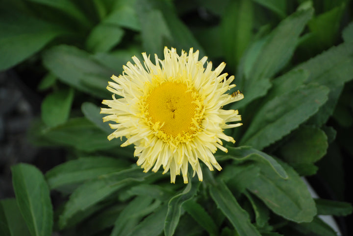 Leucanthemum x superbum Realflor® 'Real Charmer' (Shasta Daisy)