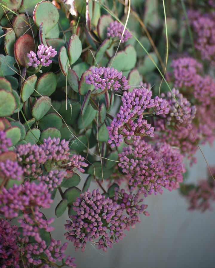 Sedum sieboldii (Stonecrop)
