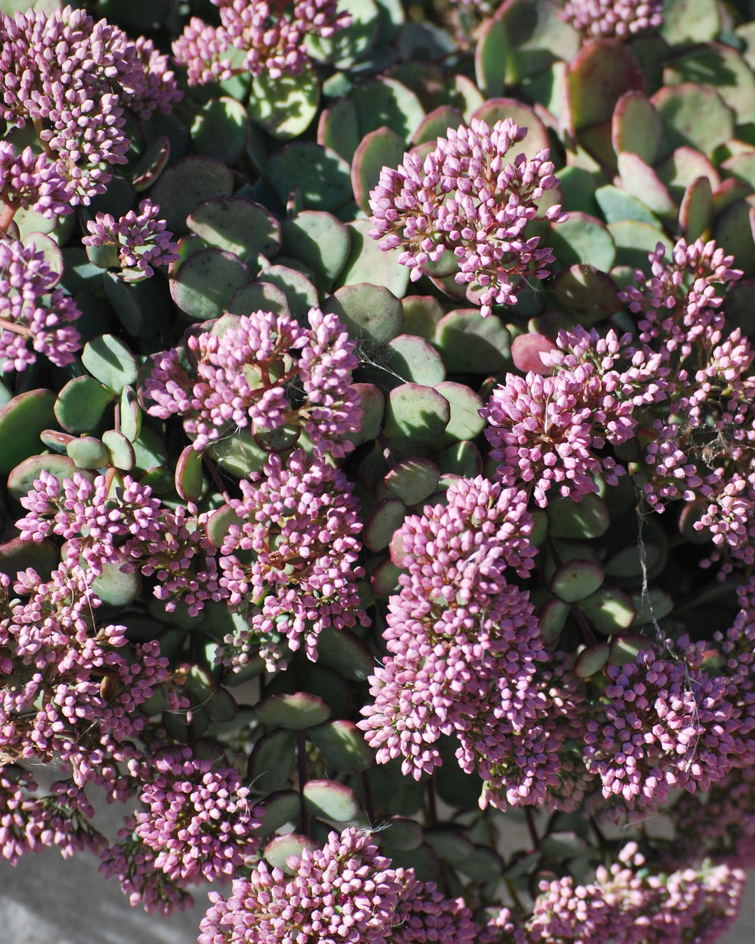 Sedum sieboldii (Stonecrop)
