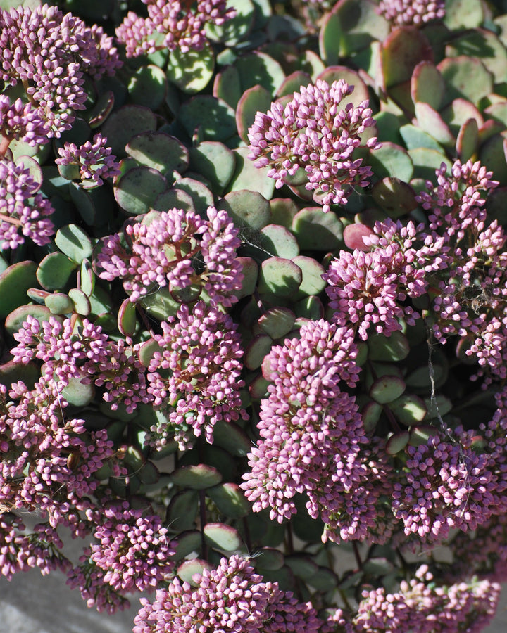 Sedum sieboldii (Stonecrop)