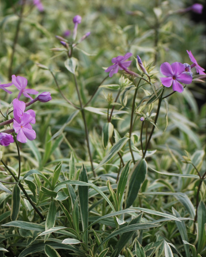 Phlox glaberrima 'Triple Play' (Smooth Phlox)