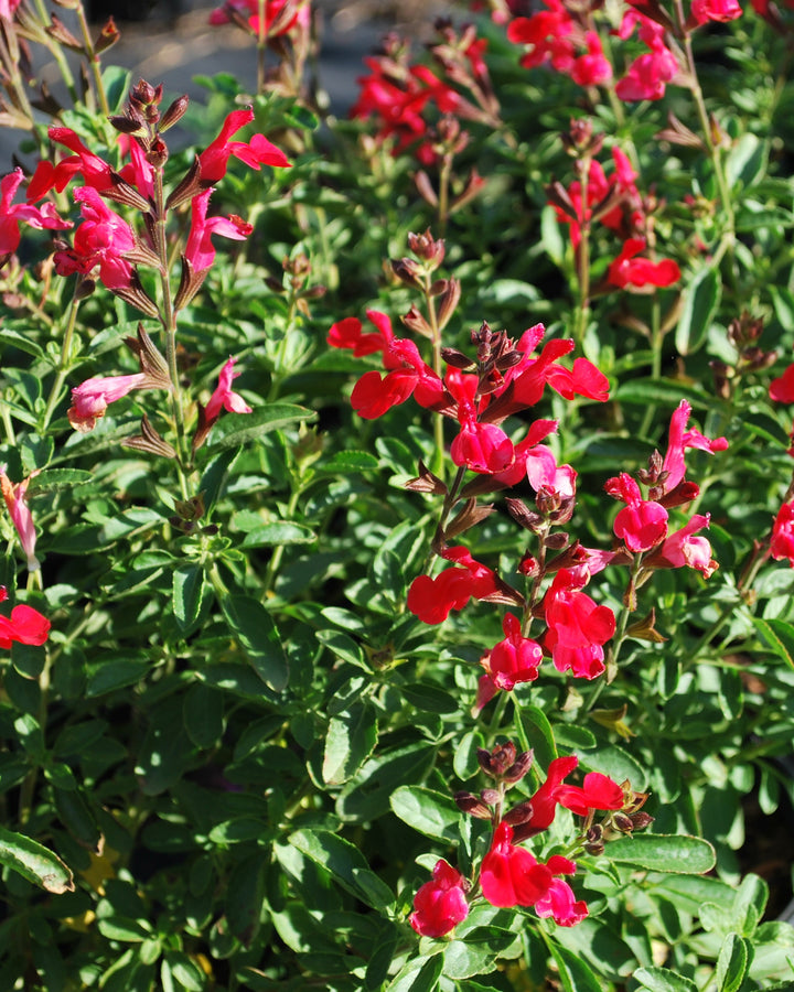 Salvia greggii Arctic Blaze® Red (Autumn Sage)