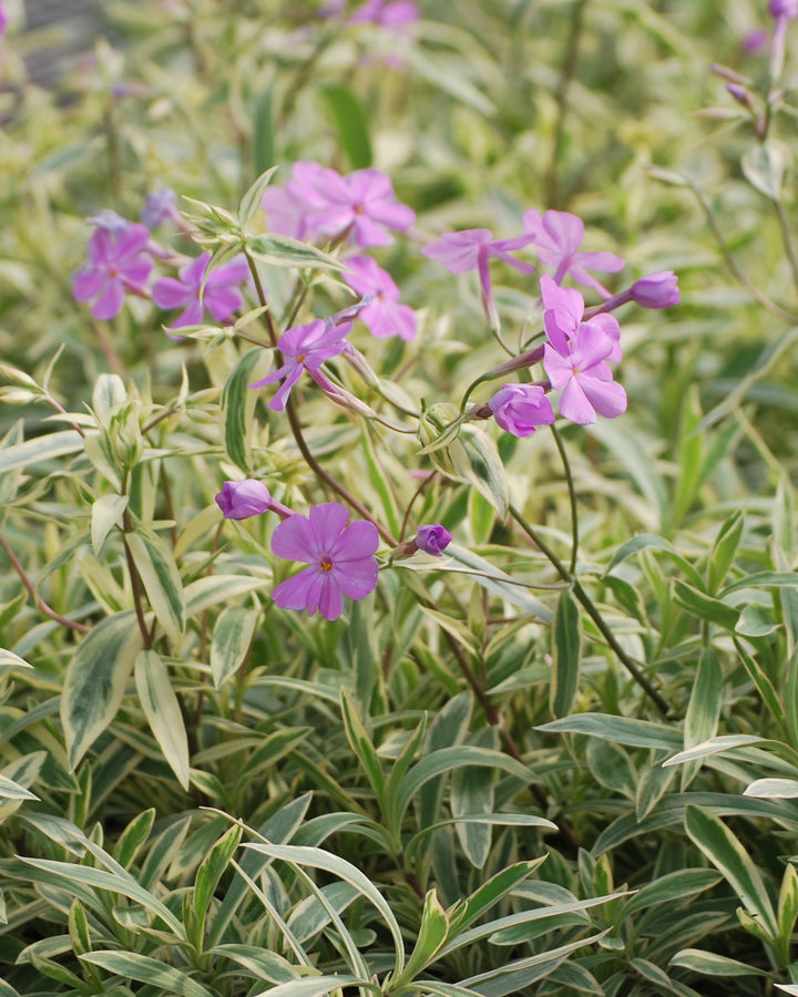Phlox glaberrima 'Triple Play' (Smooth Phlox)