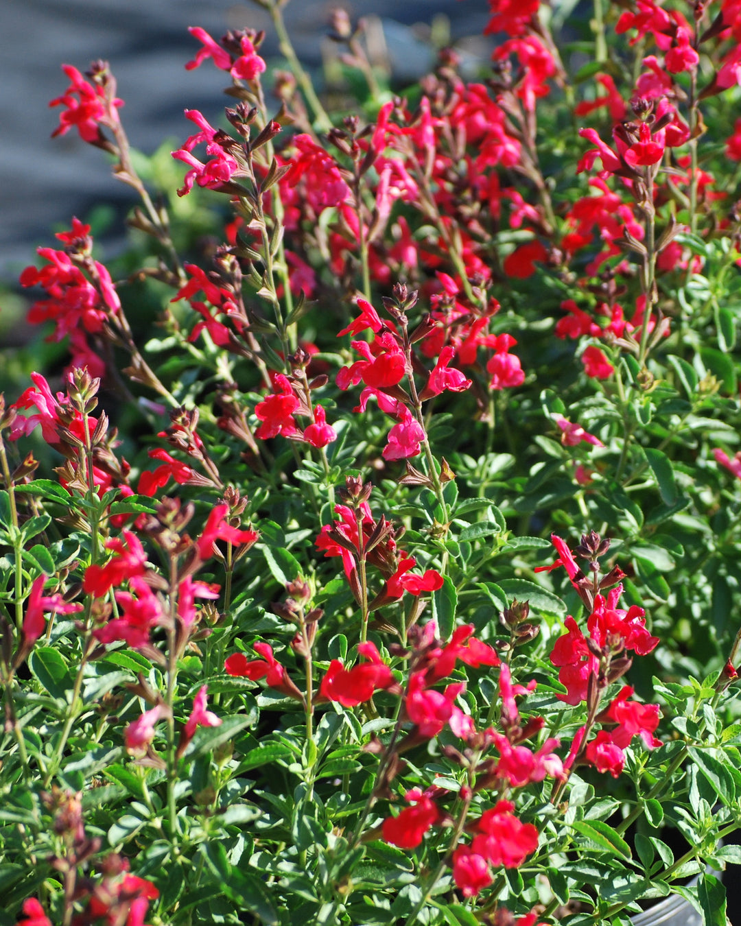 Salvia greggii Arctic Blaze® Red (Autumn Sage)