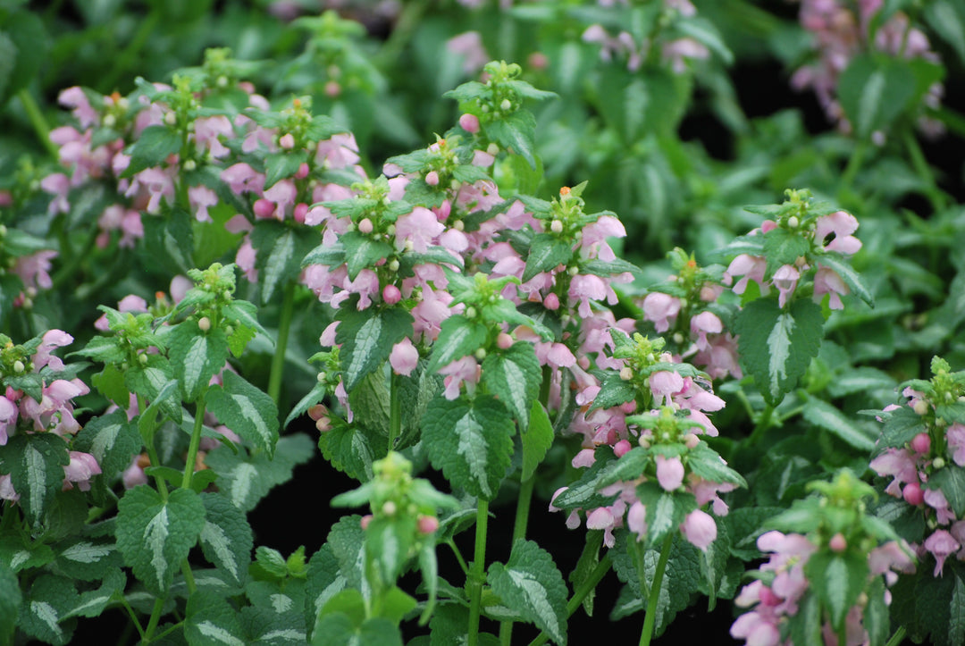 Lamium maculatum 'Shell Pink' (Dead Nettle)
