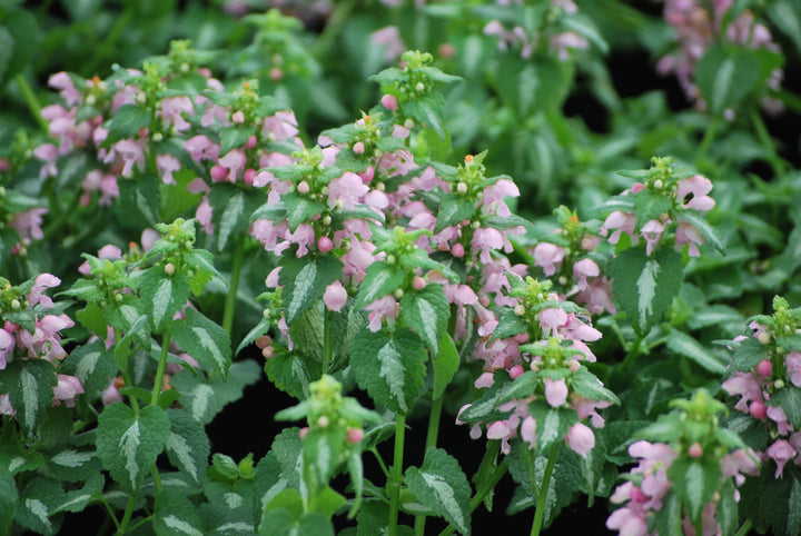 Lamium maculatum 'Shell Pink' (Dead Nettle)