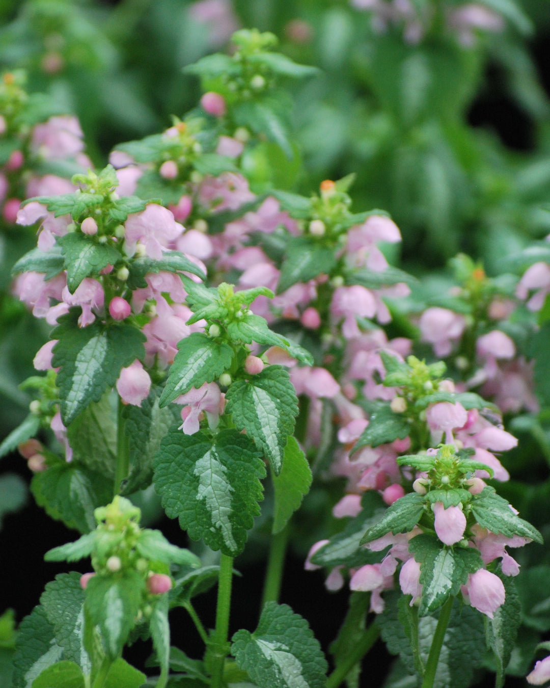 Lamium maculatum 'Shell Pink' (Dead Nettle)