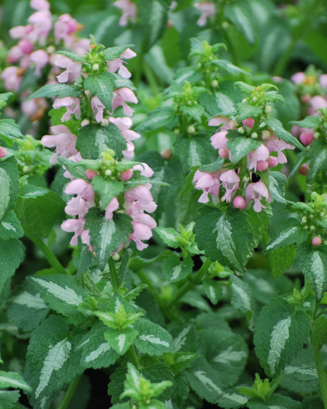 Lamium maculatum 'Shell Pink' (Dead Nettle)