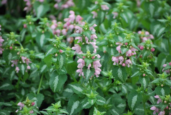 Lamium maculatum 'Shell Pink' (Dead Nettle)