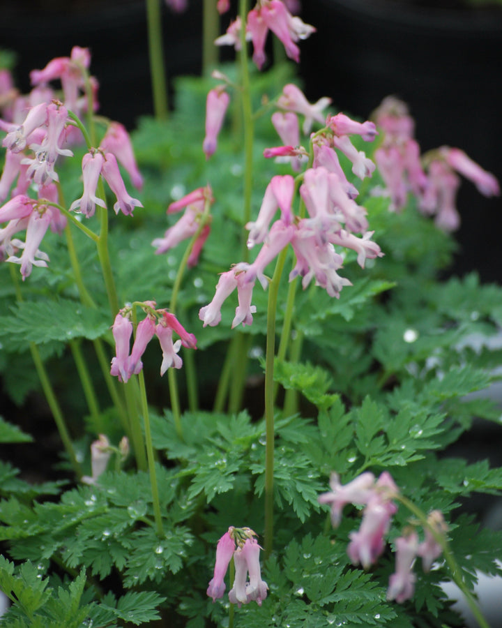 Dicentra eximia (Cutleaf Bleeding Heart)