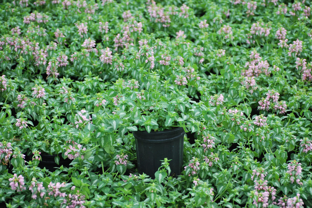 Lamium maculatum 'Shell Pink' (Dead Nettle)