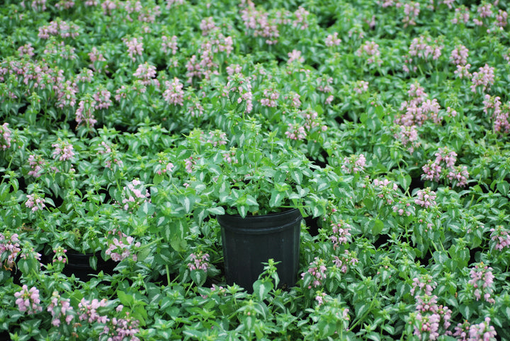 Lamium maculatum 'Shell Pink' (Dead Nettle)