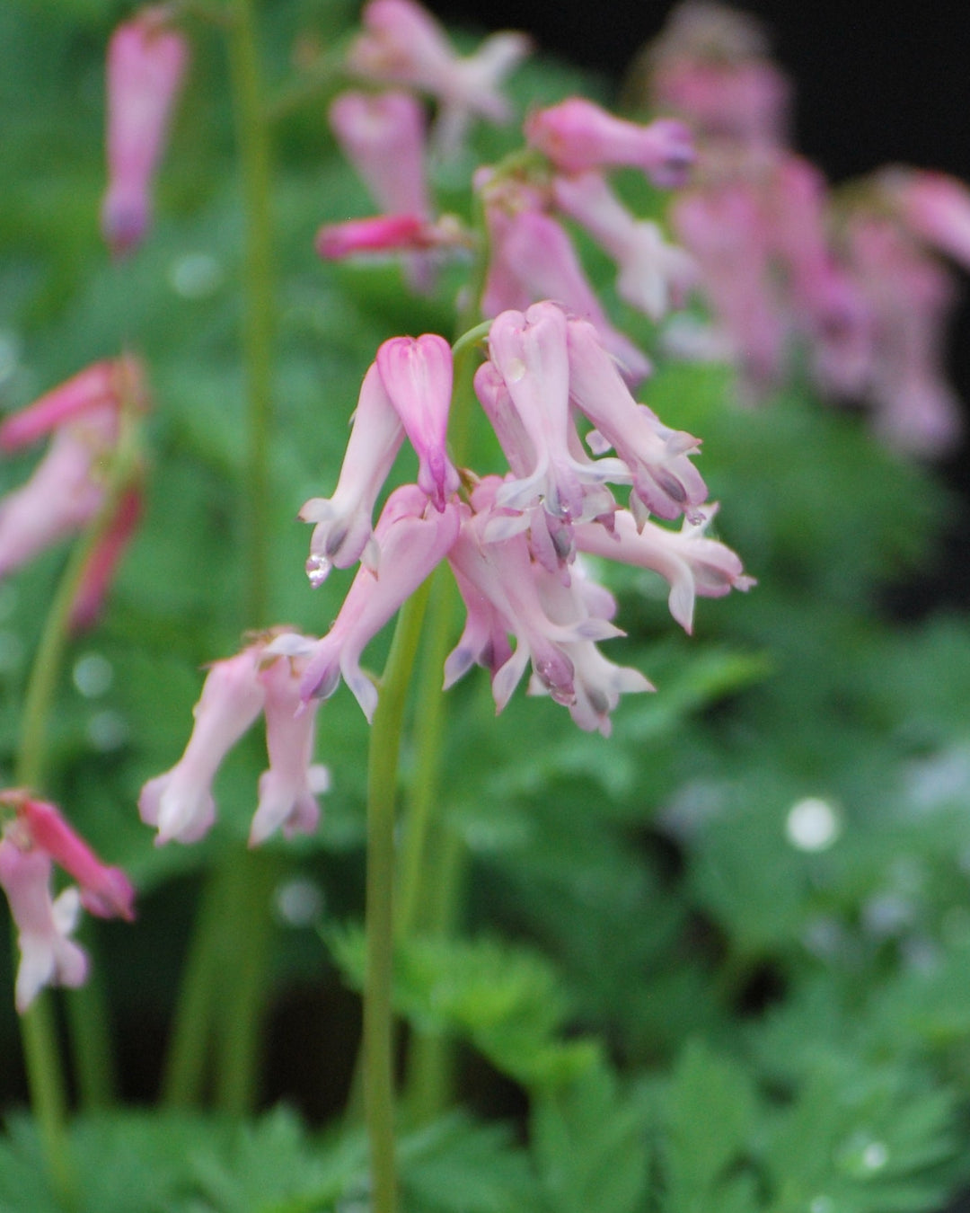 Dicentra eximia (Cutleaf Bleeding Heart)
