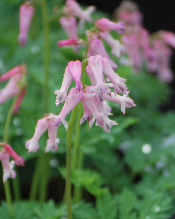 Dicentra eximia (Cutleaf Bleeding Heart)