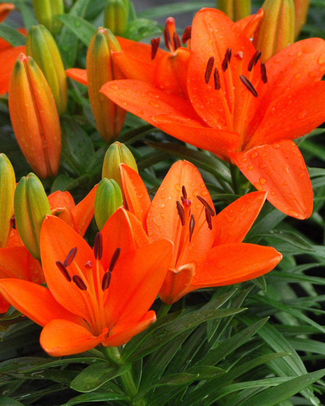 Lilium Lily Looks™ 'Tiny Heroes' (Dwarf Asiatic Hardy Lily)