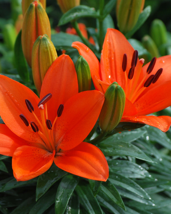 Lilium Lily Looks™ 'Tiny Heroes' (Dwarf Asiatic Hardy Lily)