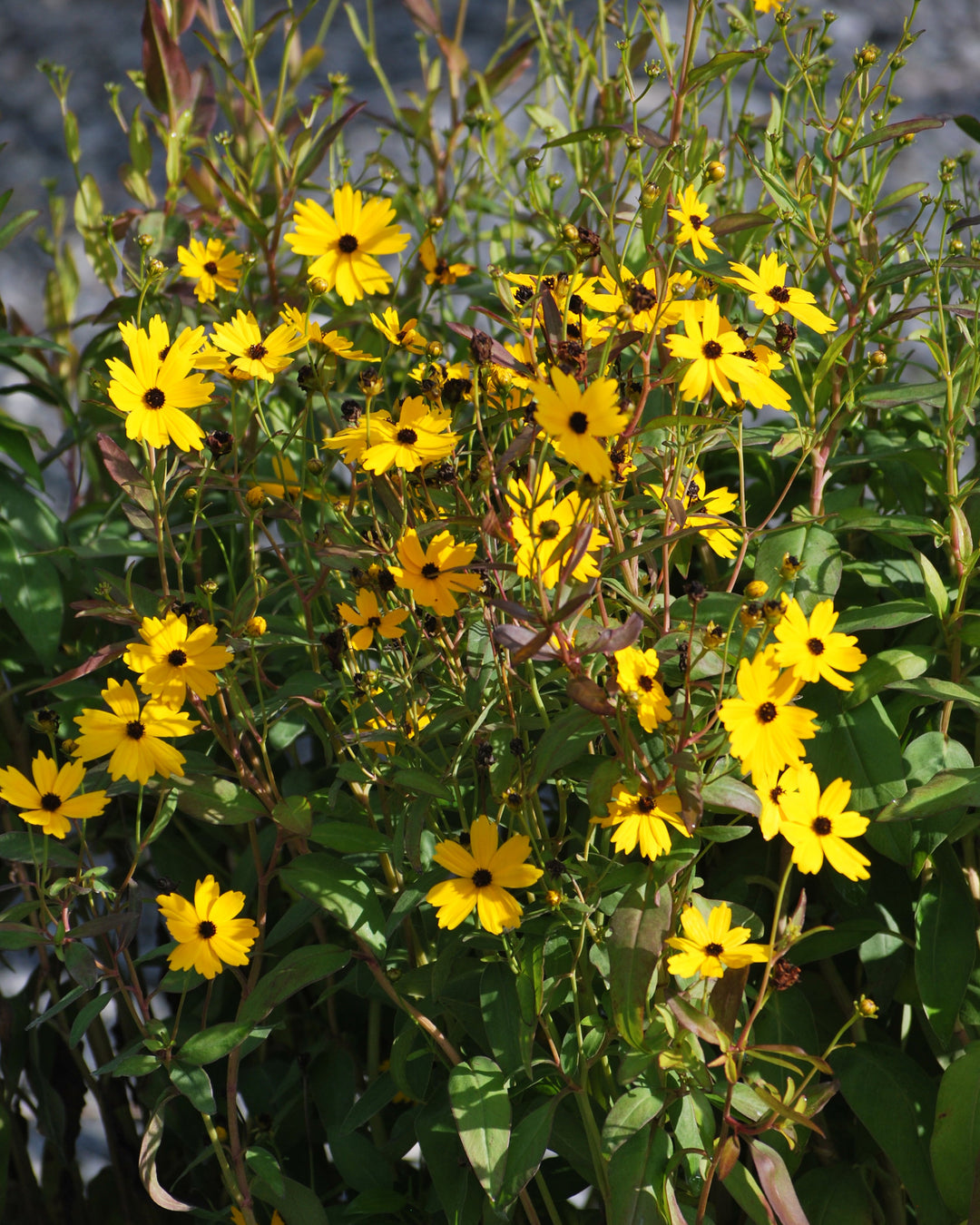 Coreopsis palustris 'Summer Sunshine' (Swamp Tickseed)