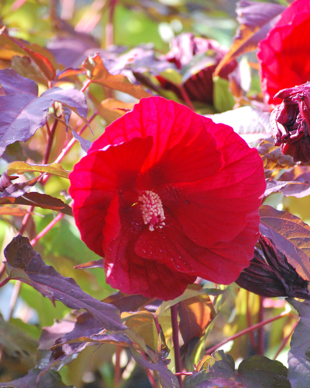 Hibiscus x 'Midnight Marvel' (Hardy Hibiscus)