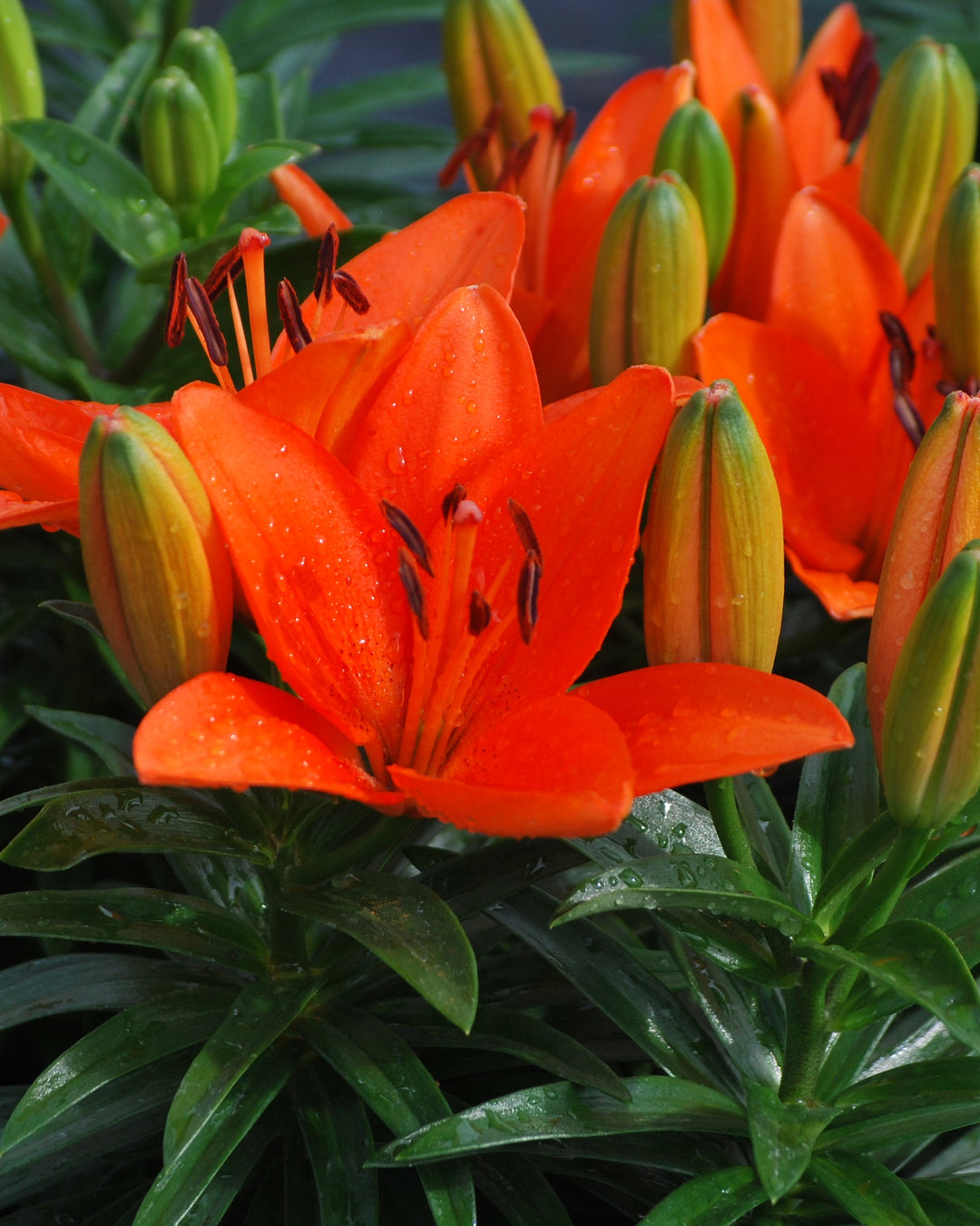 tiny orange asiatic lily Lilium Lily Looks™ 'Tiny Heroes' (Dwarf Asiatic Hardy Lily)