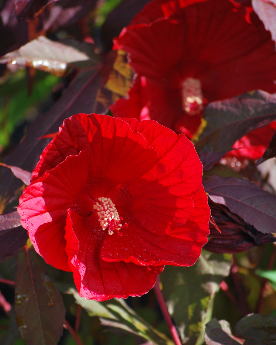 Hibiscus x 'Midnight Marvel' (Hardy Hibiscus)