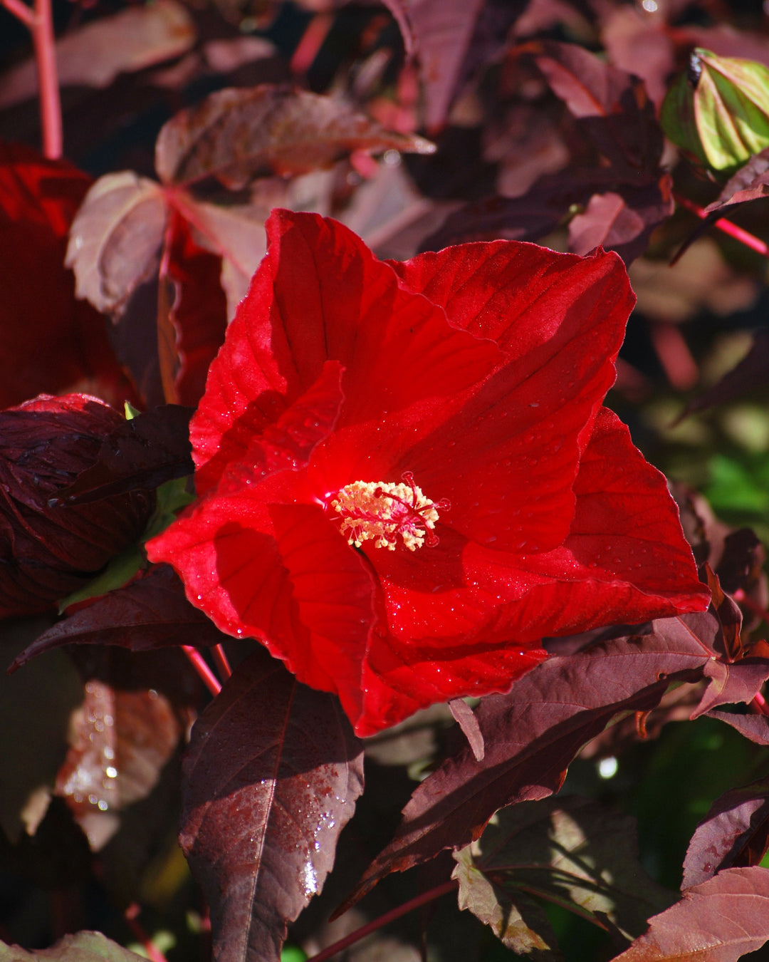 Hibiscus x 'Midnight Marvel' (Hardy Hibiscus)