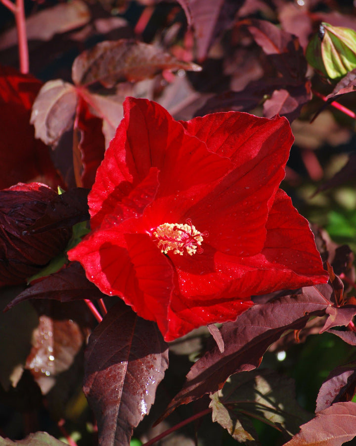 Hibiscus x 'Midnight Marvel' (Hardy Hibiscus)