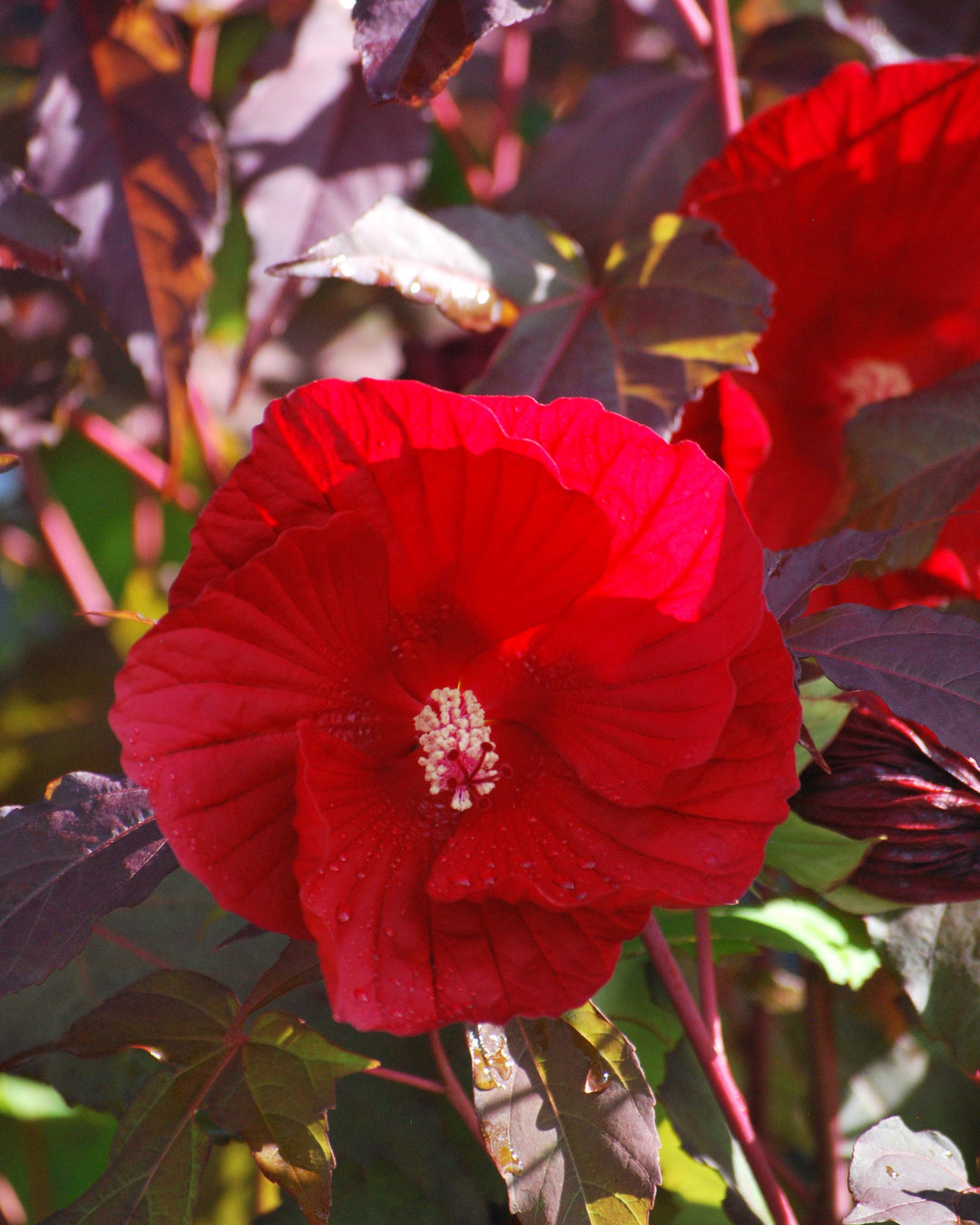 Hibiscus x 'Midnight Marvel' (Hardy Hibiscus)