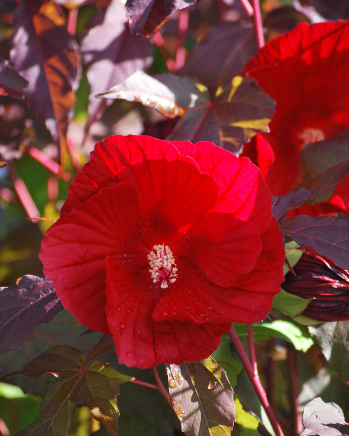 Hibiscus x 'Midnight Marvel' (Hardy Hibiscus)