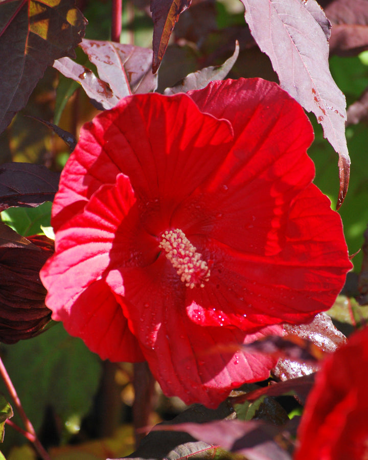 Hibiscus x 'Midnight Marvel' (Hardy Hibiscus)