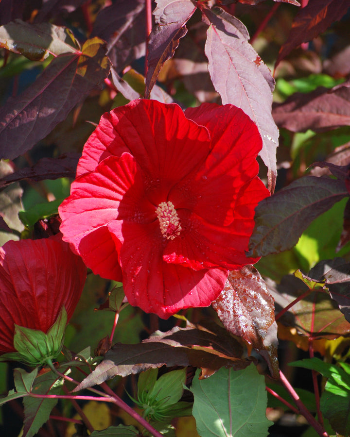 Hibiscus x 'Midnight Marvel' (Hardy Hibiscus)