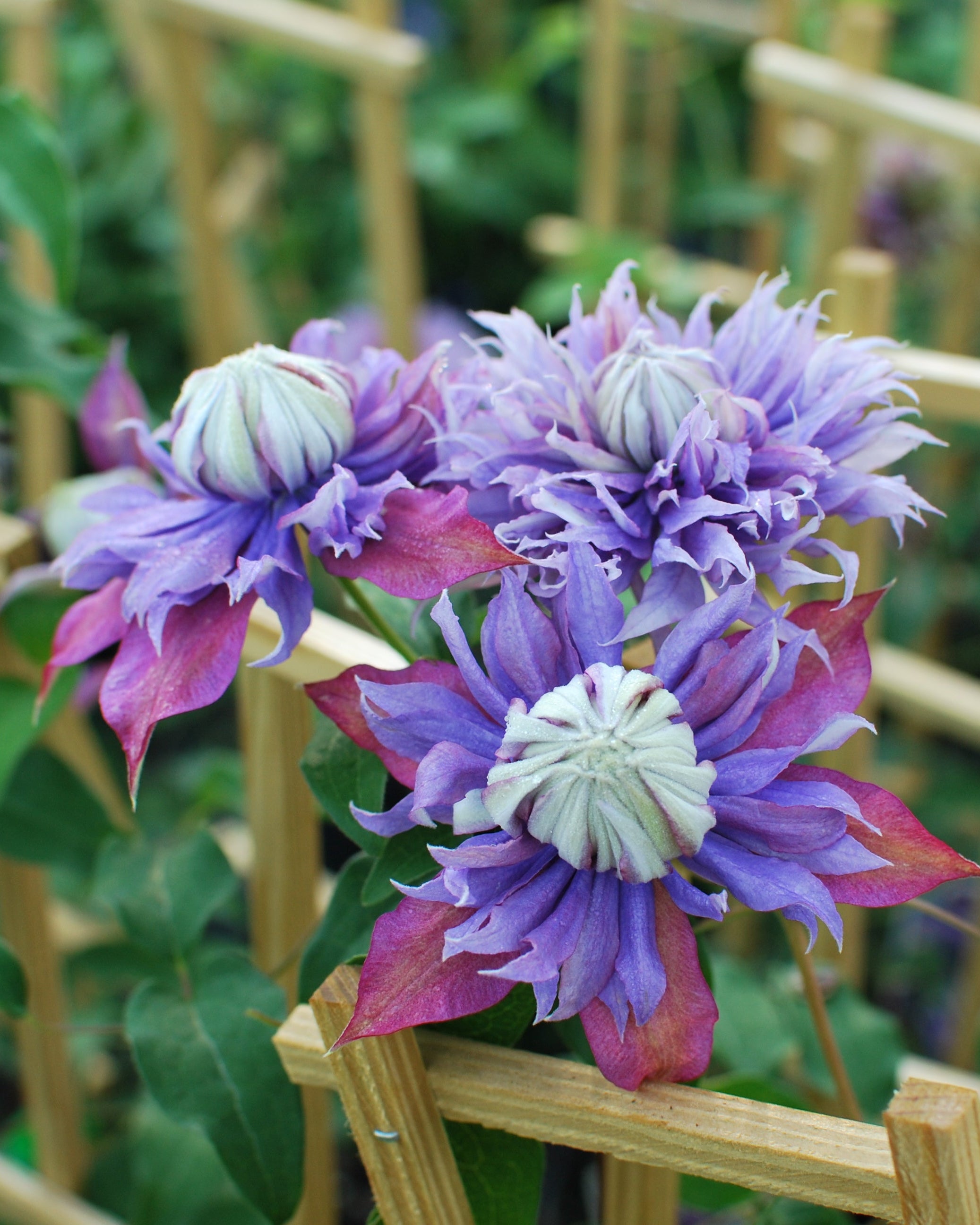 Clematis x viticella Diamantina (Regal® Series Hybrid Clematis