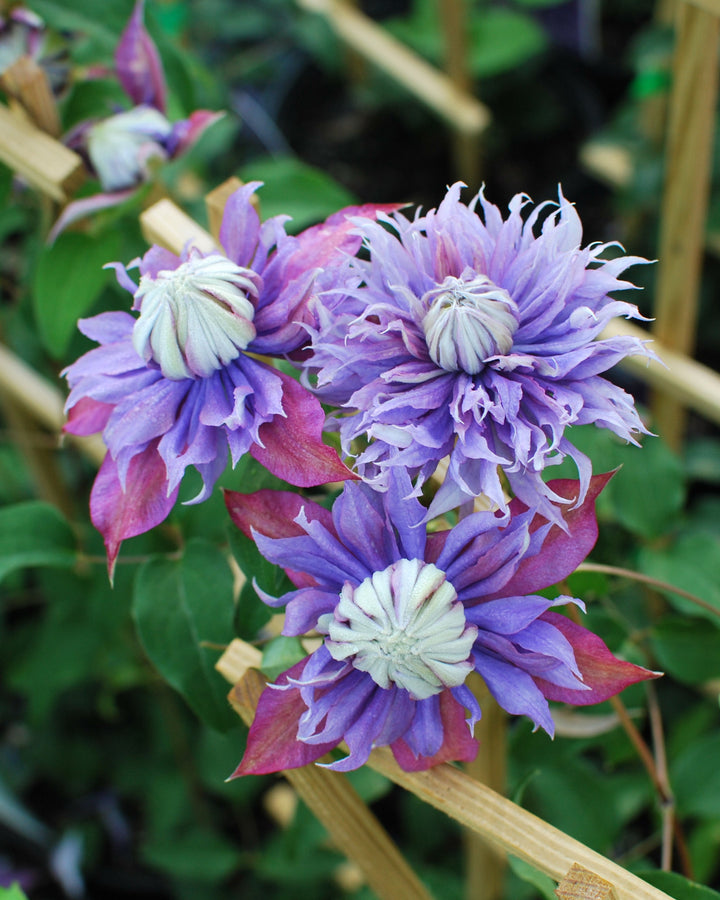 Clematis x viticella Diamantina (Regal® Series Hybrid Clematis)