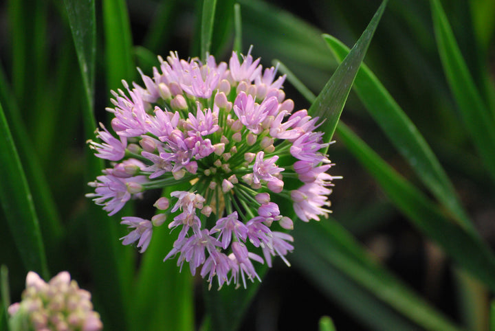 Allium 'Millenium' (Ornamental Onion)