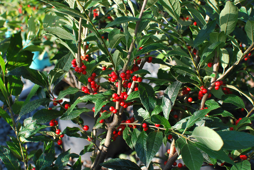 Ilex verticillata 'Winter Red' (Winterberry)