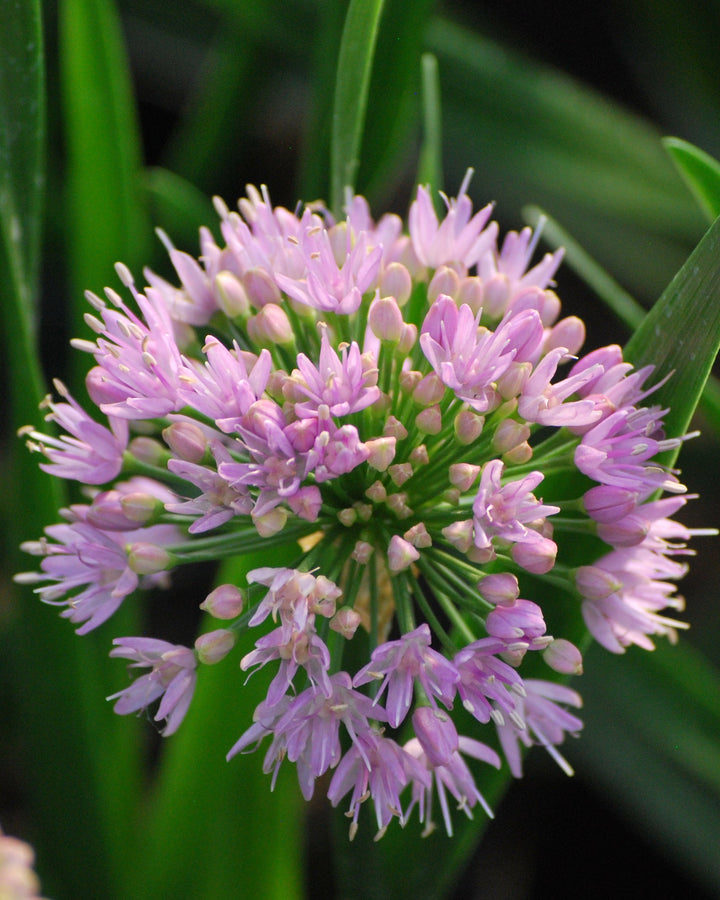 Allium 'Millenium' (Ornamental Onion)