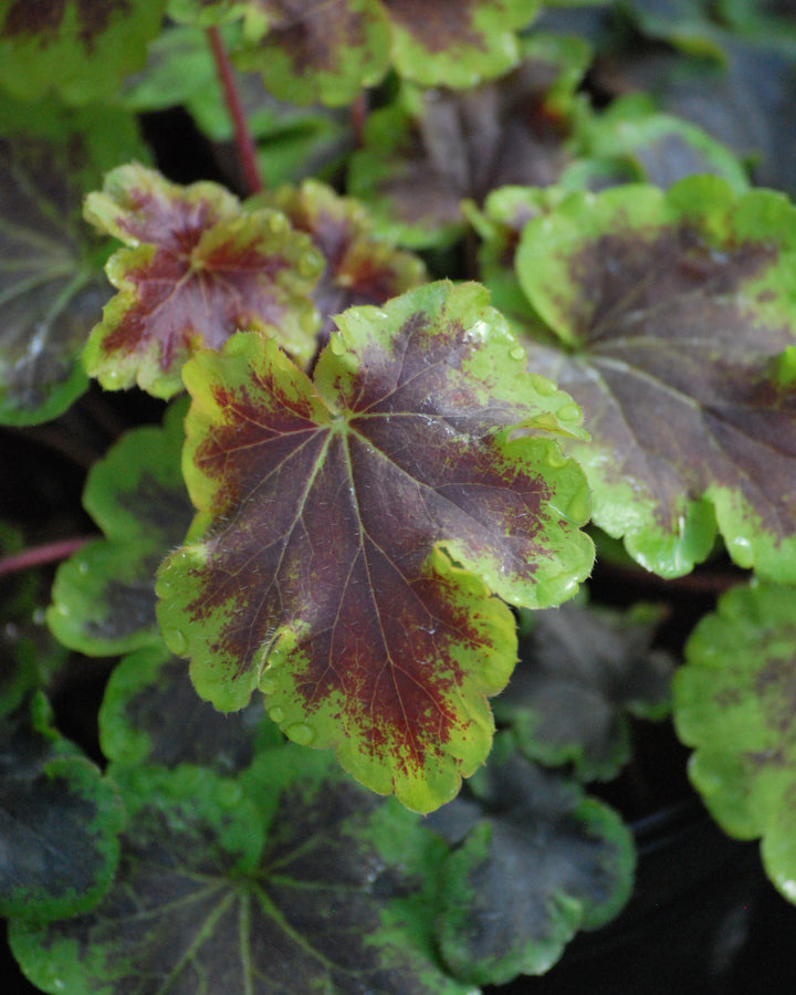 Heucherella 'Solar Eclipse' (Foamy Bells)
