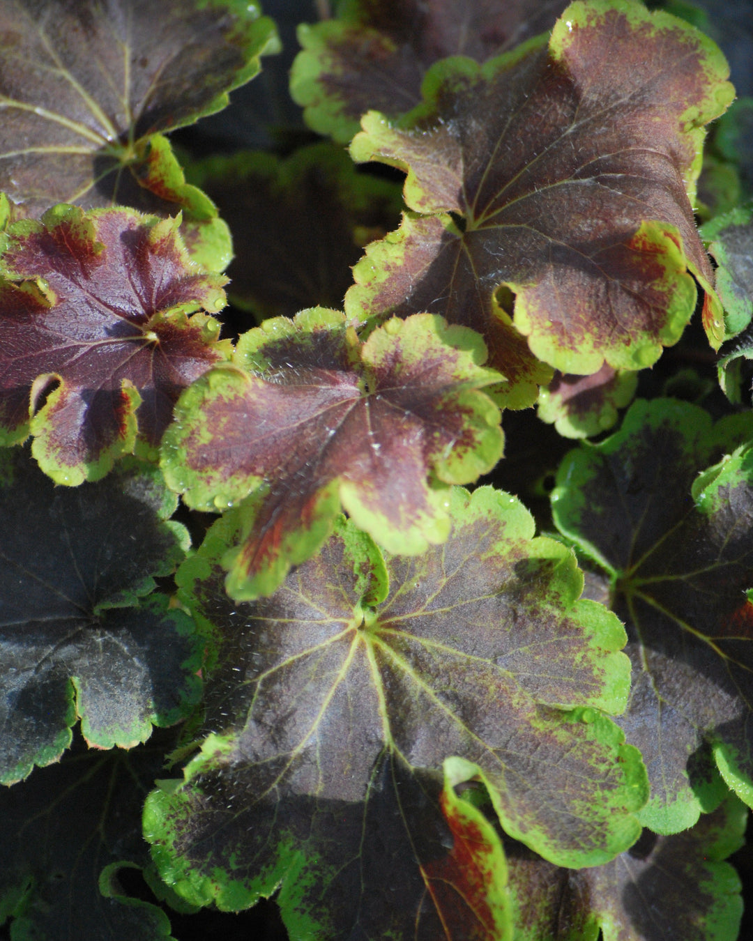 Heucherella 'Solar Eclipse' (Foamy Bells)