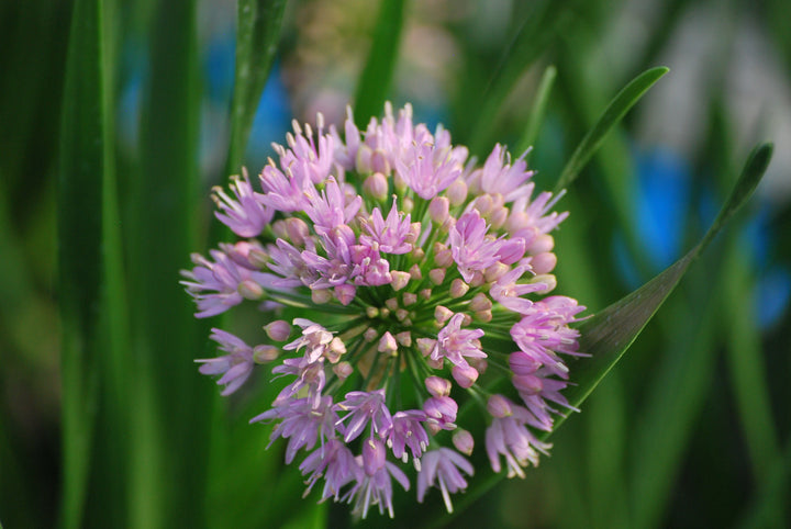 Allium 'Millenium' (Ornamental Onion)