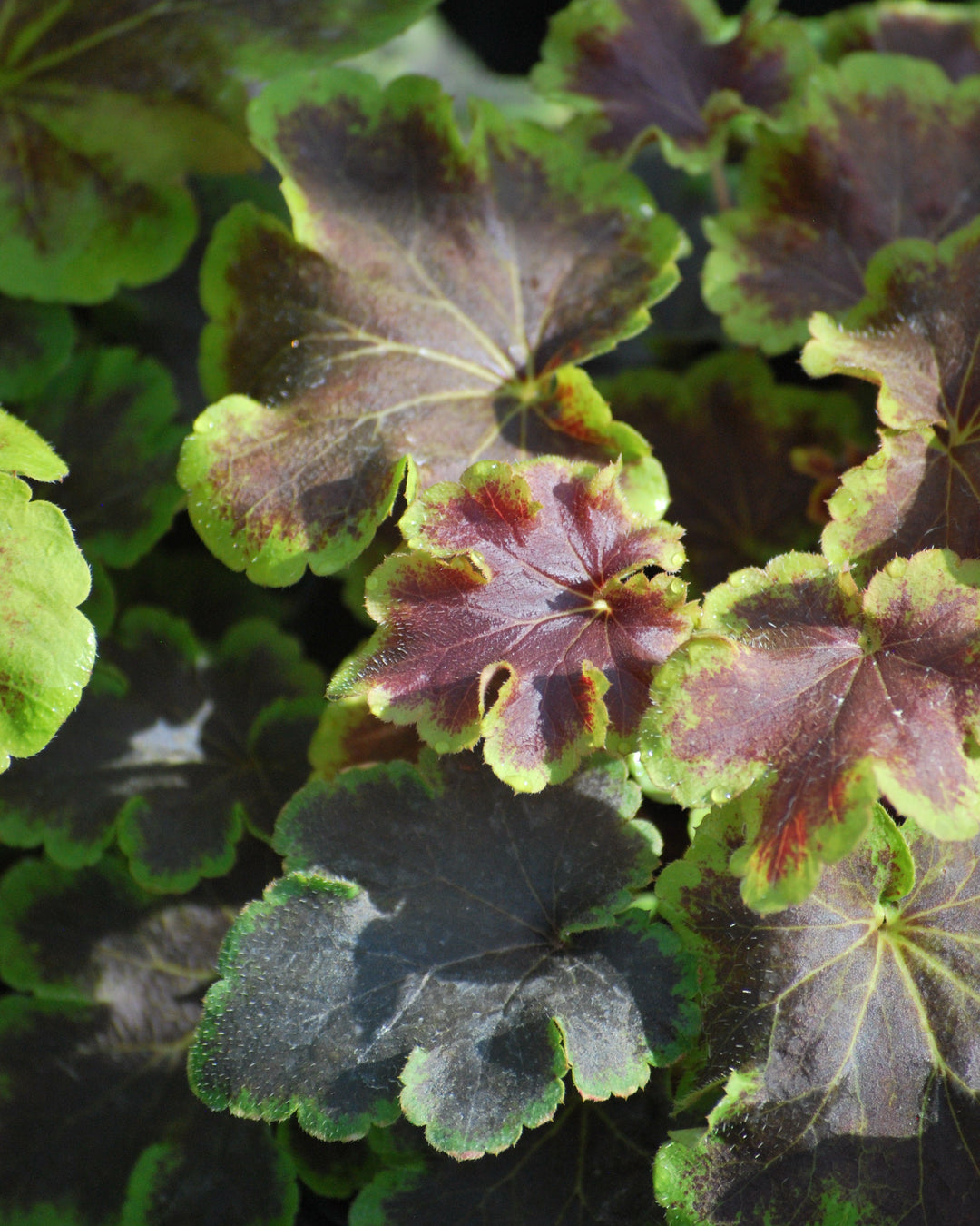 Heucherella 'Solar Eclipse' (Foamy Bells)