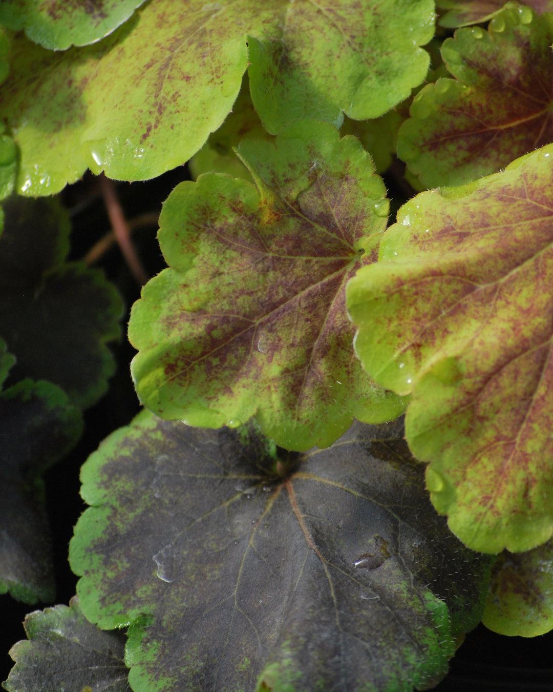Heucherella 'Solar Eclipse' (Foamy Bells)