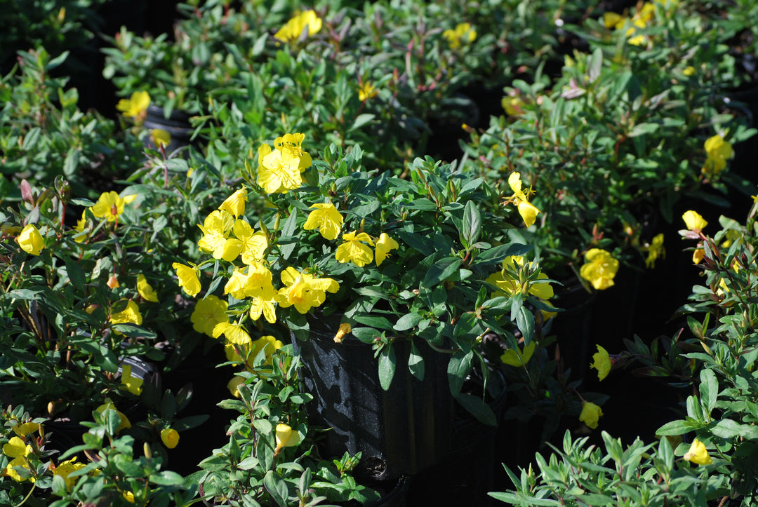 Oenothera fruticosa (Sundrops)