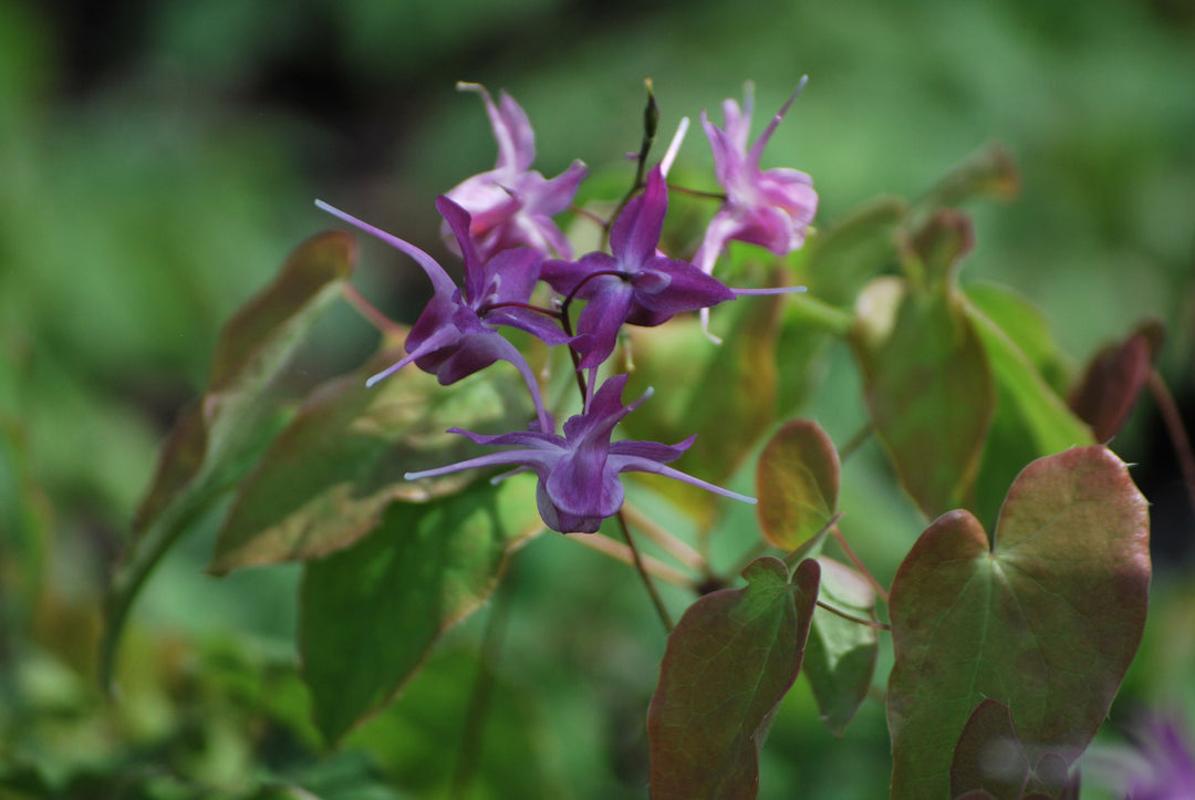 Epimedium grandiflorum 'Lilafee' (Barrenwort)